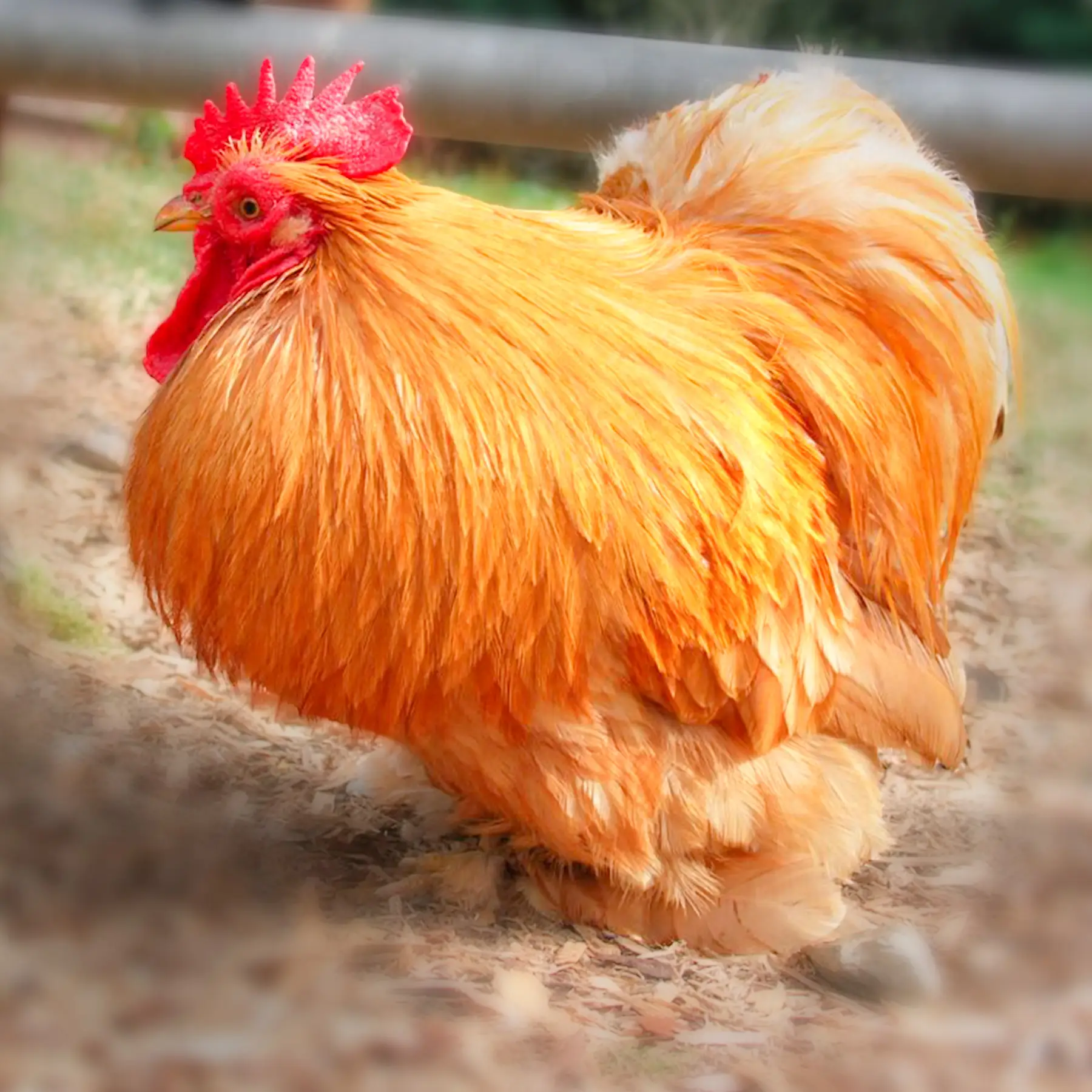 Buff Cochin Bantam Chicks 1 Buff Cochin Bantam Chicks