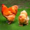 Buff Cochin Standard Chicks