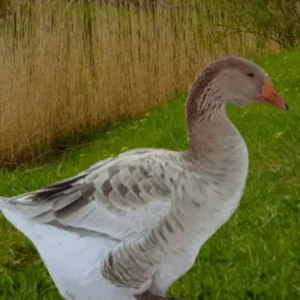 Buff Toulouse Goslings