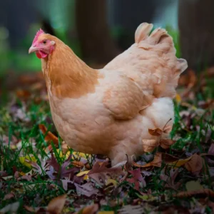 Buff Orpington Chicks
