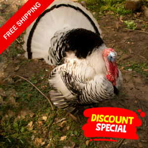 Bulk Free Ship – Heritage Turkey Poults