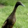 Chocolate Runner Duck jpg