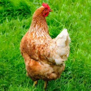 Cinnamon Queen Started Pullet