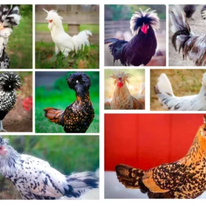 Crested “Top Hat” Chicks Special