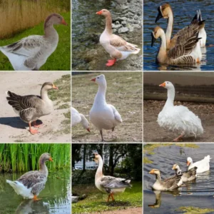 Fancy Goslings Special