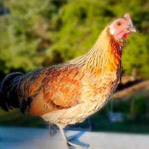 Gold Duckwing Phoenix Bantam Chicks
