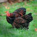 Gold Laced Cochin Bantam Chicks