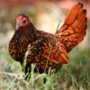 Gold Sebright Bantam Chicks 2 Gold Sebright Bantam Chicks
