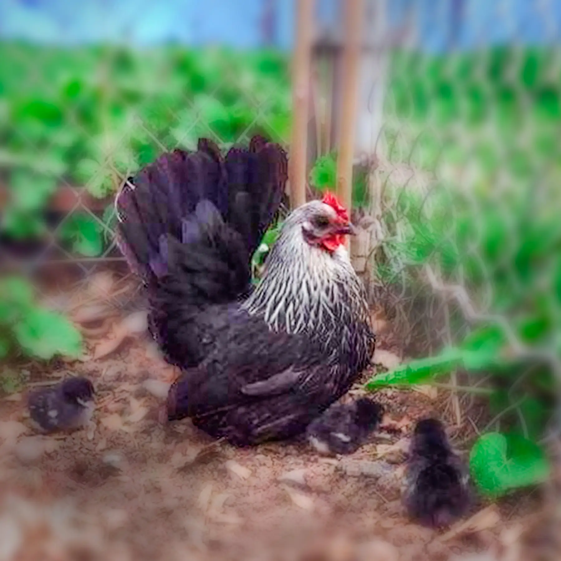 Gray Japanese Bantam Chicks 1 Gray Japanese Bantam Chicks