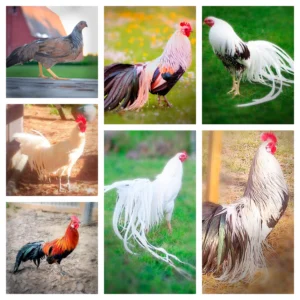 Long Tail Chicks Special