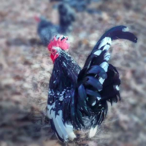 Mottled Japanese Bantam Chicks