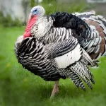 Narragansett Turkey Poults