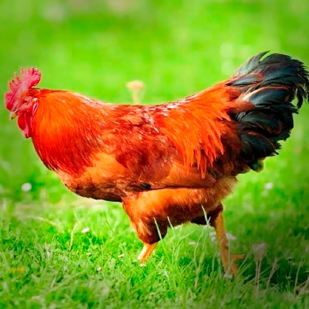 New Hampshire Chicks 1 New Hampshire Chicks