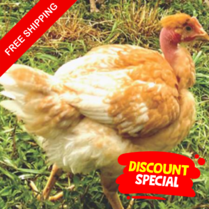 Bulk Free Ship – Pioneer Meat Chicken