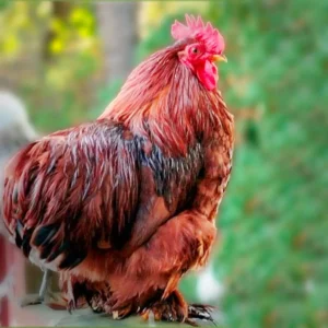 Red Cochin Bantam Chicks