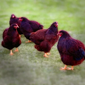 Rhode Island Red Bantam Chicks