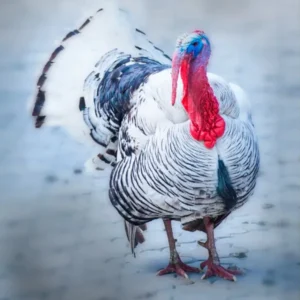 Royal Palm Turkey Poults