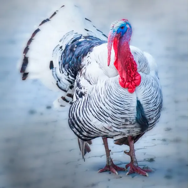 Royal Palm Turkey Poults 1 Royal Palm Turkey Poults