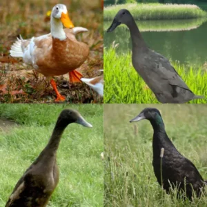 Runner Ducklings Special