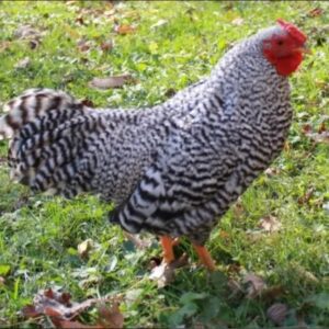 Dominique Bantam Chicks