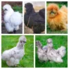Silkie Chicks Special scaled 1