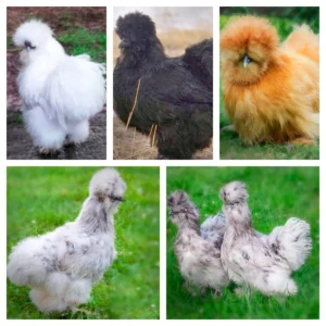 Silkie Chicks Special