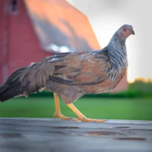 Silver Duckwing Yokohama Chicks