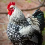 Silver Laced Cochin Standard Chicks