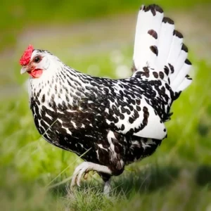 Silver Spangled Hamburg Chicks