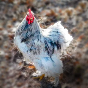 Splash Cochin Standard Chicks