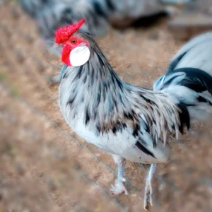 Splash Rosecomb Bantam Chicks