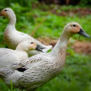 Welsh Harlequin Ducklings
