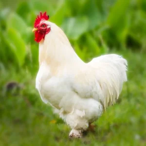 White Cochin Bantam Chicks