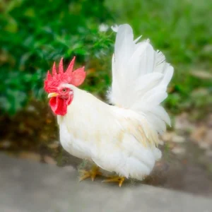 White Japanese Bantam Chicks