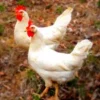 White Leghorn Chicks