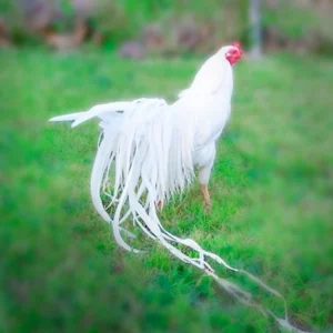 White Yokohama Chicks