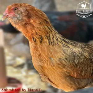 Easter Egger Started Pullet